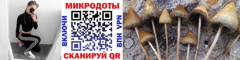 наркошоп  Харовск  Псилоцибиновые грибы MAGIC MUSHROOMS 